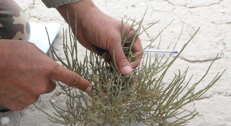 La FAO appelle à inverser le processus de dégradation des sols